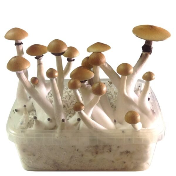 FRESH MUSHROOMS GROW KIT 'ECUADOR'