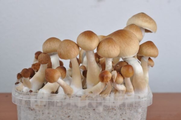 FRESH MUSHROOMS GROW KIT 'MEXICAN'