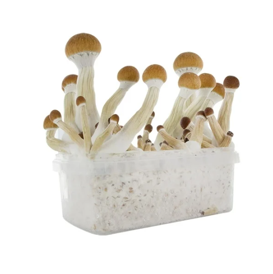 FRESH MUSHROOMS GROW KIT 'GOLDEN TEACHER'