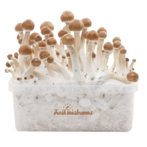 FRESH MUSHROOMS GROW KIT 'MCKENNAII'