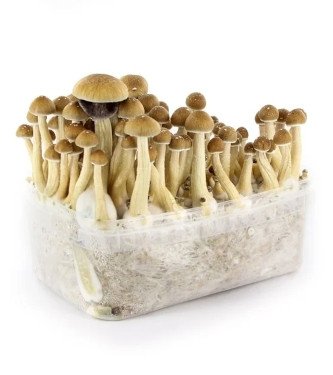 FRESH MUSHROOMS GROW KIT 'B+'