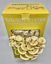 GOLDEN OYSTER MUSHROOMS