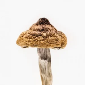 B Plus Mushrooms or Golden Caps