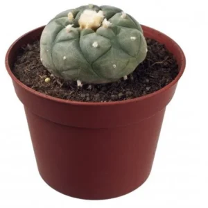 Peyote plant 4 – 5 cm