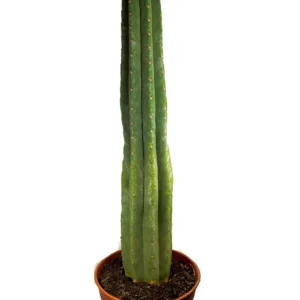 San Pedro in soil – Big | Trichocereus pachanoi