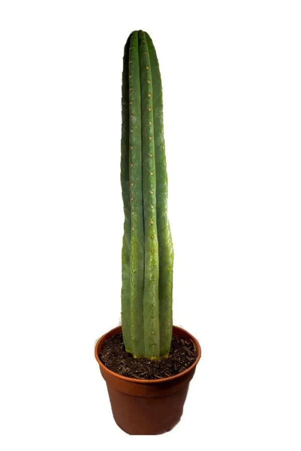 San Pedro in soil – Big | Trichocereus pachanoi