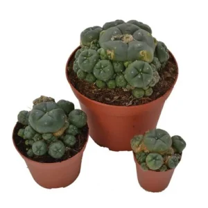 Peyote cluster 10.5cm – Lophophora williamsii