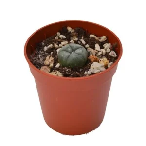 Peyote 1 – 2 cm