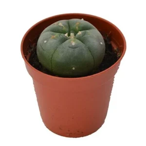 Peyote 3 – 4cm