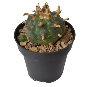 Peyotes Cactus 5-7 cm