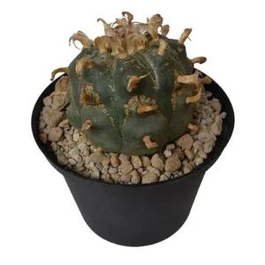 Peyote 7-10 cm