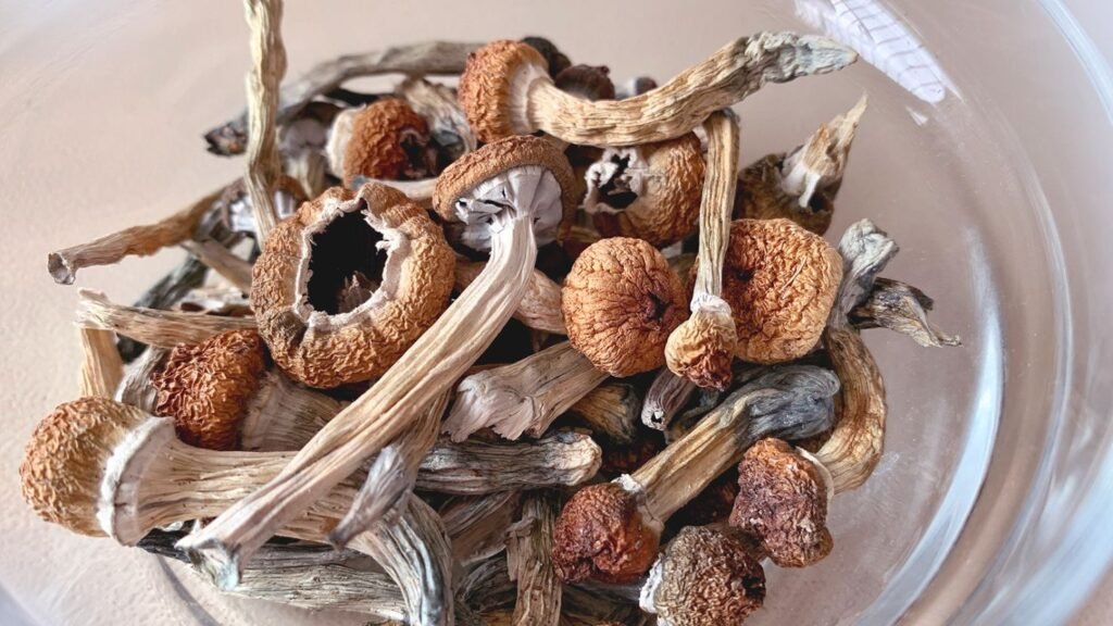 Magic mushroom